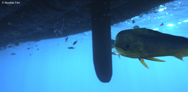 KON-TIKI_FIDO_6_after_02